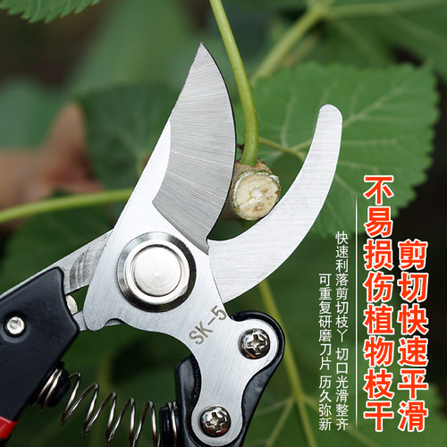 剪枝剪刀园艺剪树枝果树