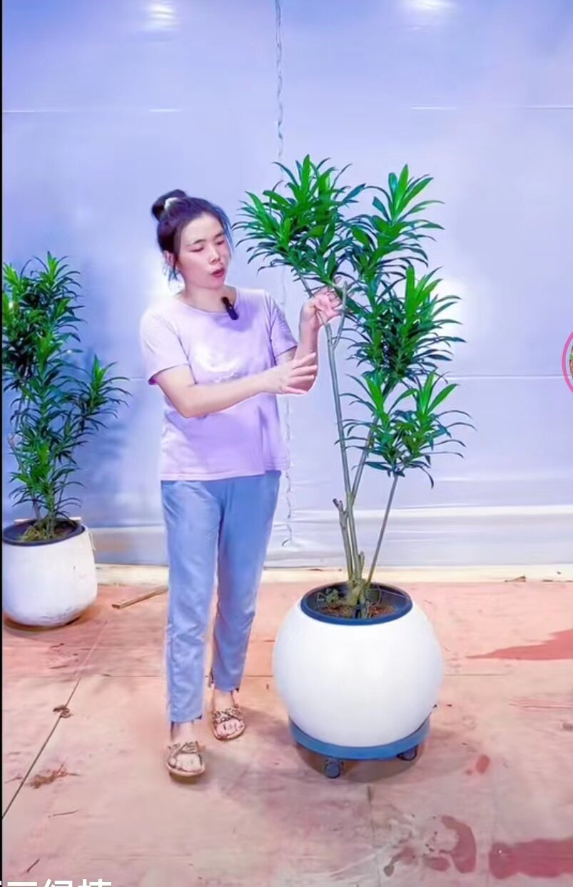 百合竹室内外耐阴耐干简约时尚风