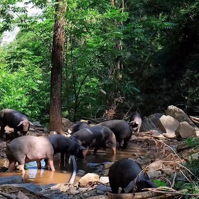 燕赵黑猪生态散养黑猪肉有机黑猪肉正宗无公害跑山猪肉黑猪肉排骨