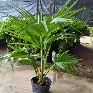 棕树苗别墅绿植棕榈树苗新鲜棕榈树扇子树葵蒲扇棕竹苗棕榈大树