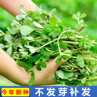 盆栽野生野菜食用马齿苋菜种子孑中药种春秋抗热田园四季野菜种籽