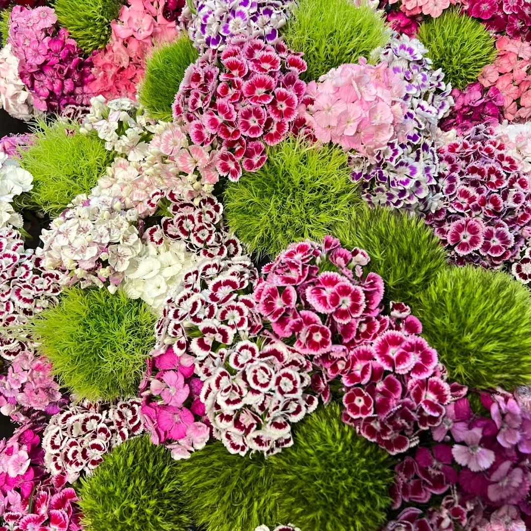 五彩石竹种子四季花种易活混色欧石竹庭院石竹花多年生种籽子花籽