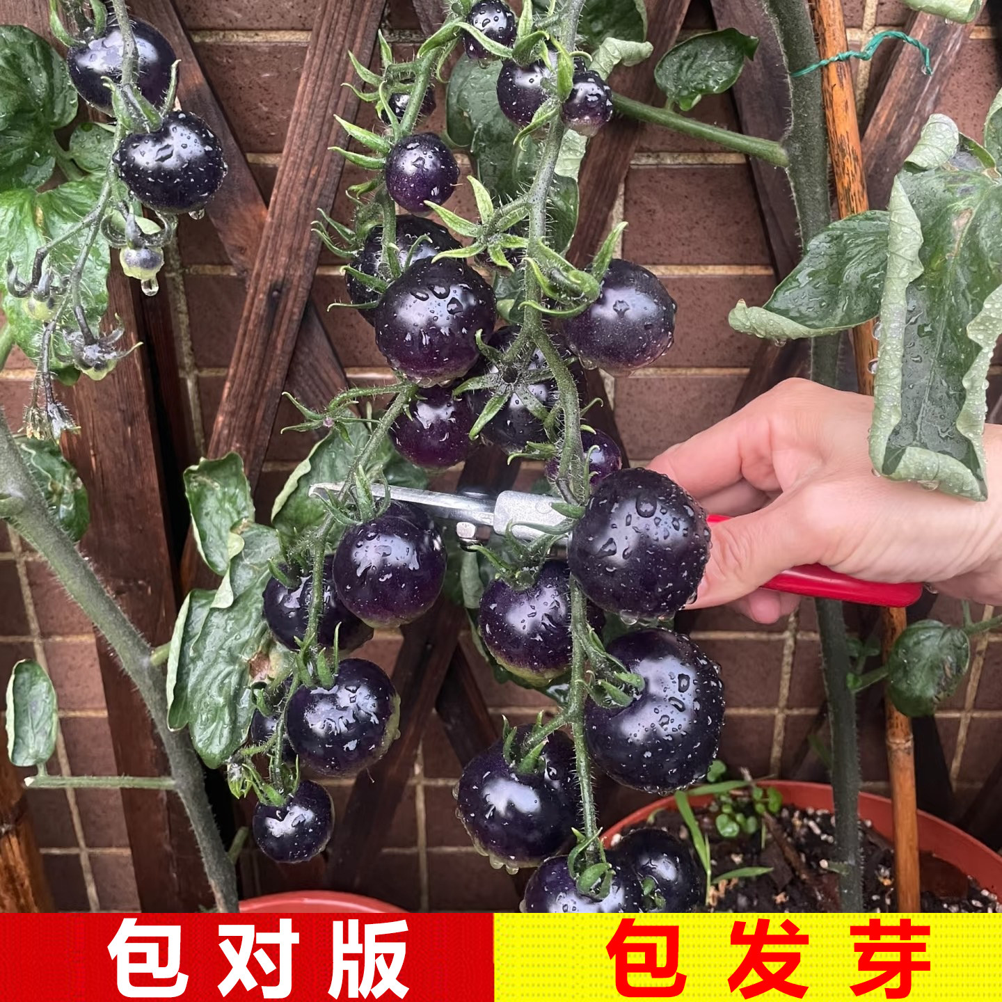 黑珍珠番茄种子皮薄小黑柿子种籽四季小西红柿蔬菜圣女果种子
