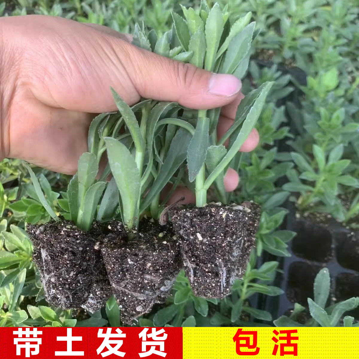 四季阳台盆栽庭院耐寒景天土三七家庭园艺种子