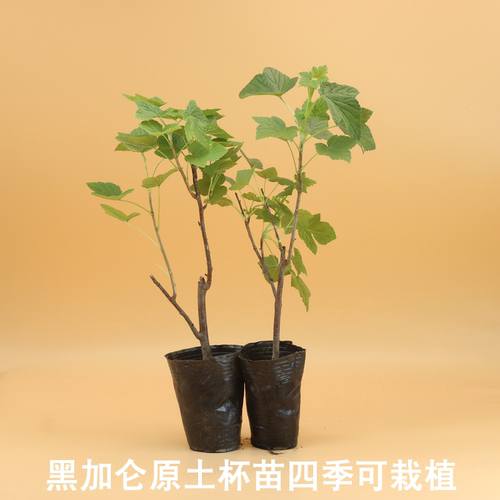 黑加仑果树苗紫莓庭院盆栽