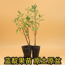 蓝靛果苗羊奶子山茄子苗葡萄树苖蓝莓树苗南北方阳台水果种植盆栽