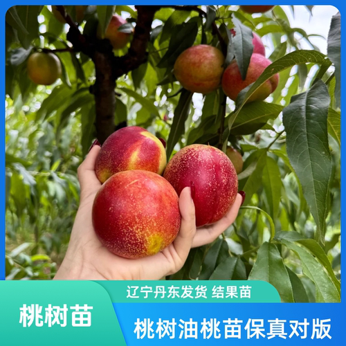 桃树果苗嫁接苗水蜜桃树黄桃耐寒