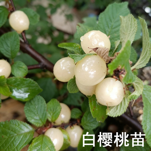 白玉毛樱桃树苖野山樱桃树白樱桃