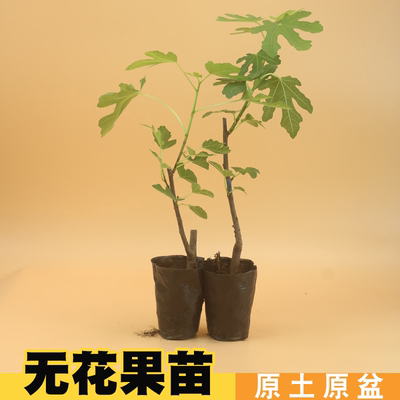 无花果树果苗波姬红特大果四季