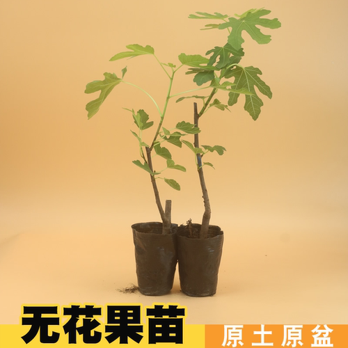 无花果树果苗波姬红特大果四季