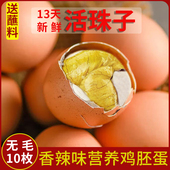 九分馋香辣活珠子10枚凤凰蛋13天即食新鲜毛鸡蛋鸡胚蛋毛蛋钢化蛋