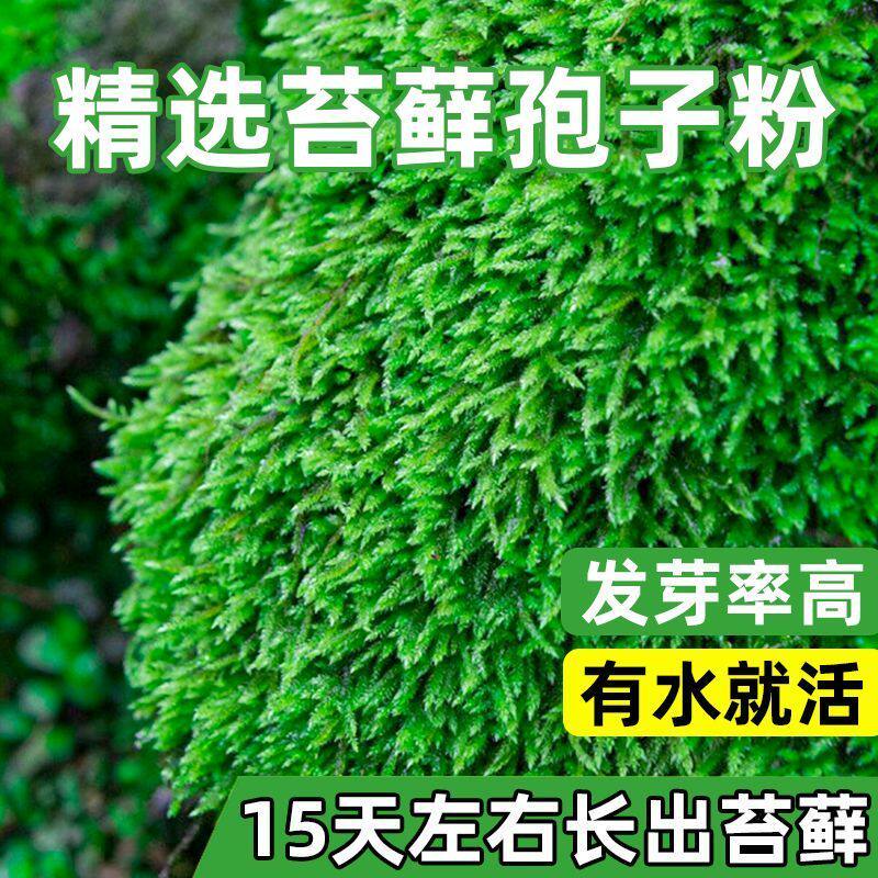 星星苔藓孢子粉种子鲜活植物铺面