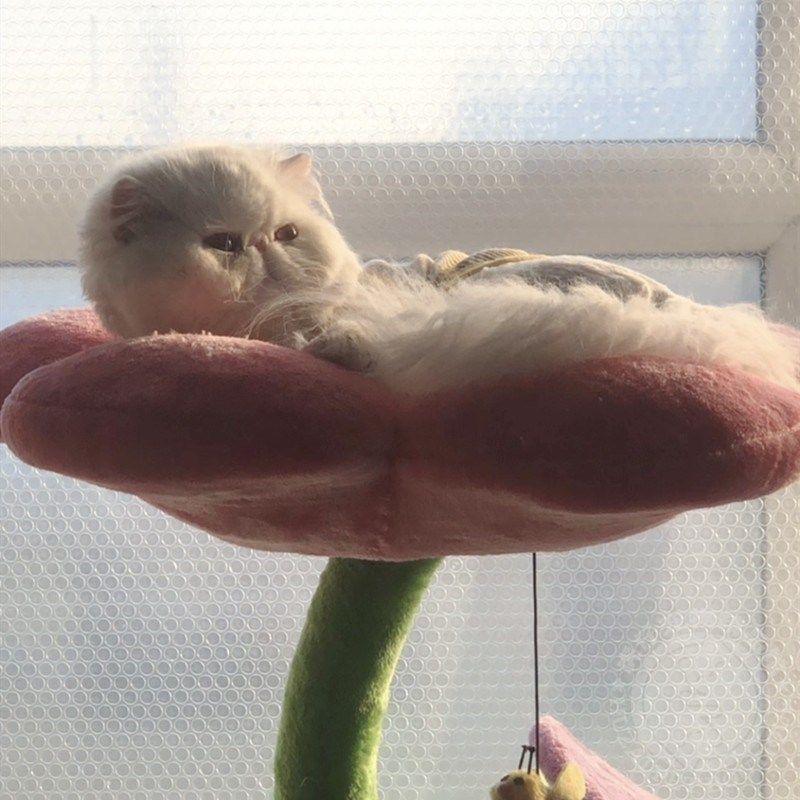 凯瑞蝴蝶花朵猫爬架猫玩具猫跳台猫抓柱猫抓板磨爪宠物猫咪用品,宠物/宠物食品及用品,猫爬架,淘宝优惠券,粉丝福利购,淘宝优惠卷