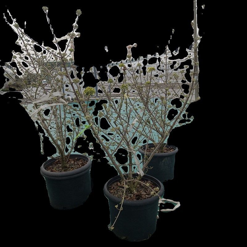 中华木绣球斗球花盆栽苗庭院树苗多年生木本树绣球花花苗花卉植物,鲜花速递/花卉仿真/绿植园艺,绣球/木绣球/木本植物,淘宝优惠券,粉丝福利购,淘宝优惠卷