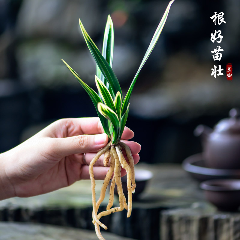 兰花苗矮种墨兰东方红神荷带花苞金边线艺兰草浓香花卉绿植盆栽