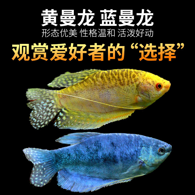 三湖慈鲷黄金曼龙鱼活金鱼观赏鱼好养耐热带鱼淡水鱼活鱼