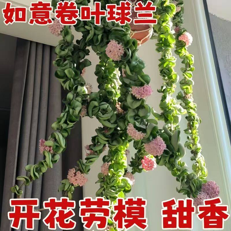 如意卷叶球兰大苗爬藤花卉室内阳台垂吊悬挂绿植四季勤花吊兰板植