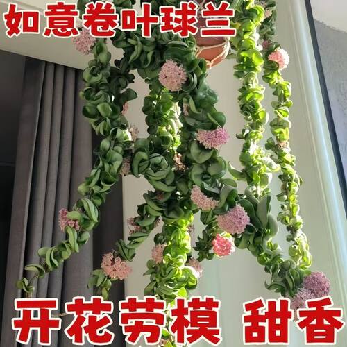 如意卷叶球兰大苗爬藤花卉室内阳台垂吊悬挂绿植四季勤花吊兰板植