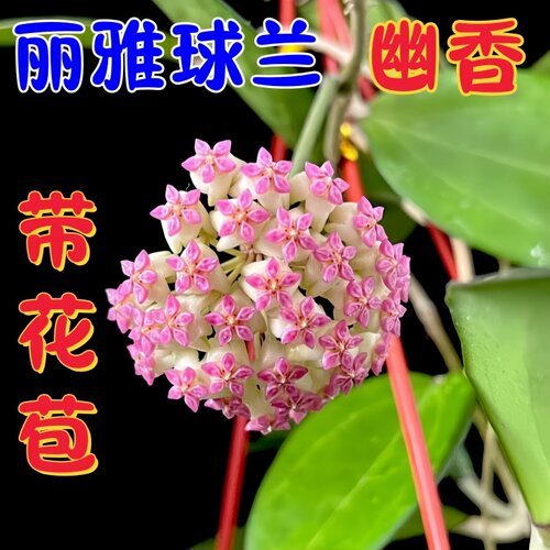 丽雅球兰勤花幽香四季常青室内阳台花卉绿植垂吊爬藤植物吊兰盆栽