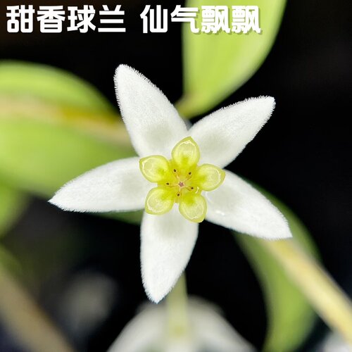 甜香球兰花特大苗勤花四季室内阳台爬藤垂吊吊兰正品花苞新款盆栽