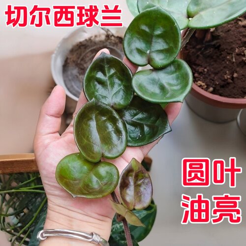 切尔西球兰深绿色圆叶小苗稀有精品四季室内阳台花卉绿植垂吊板植