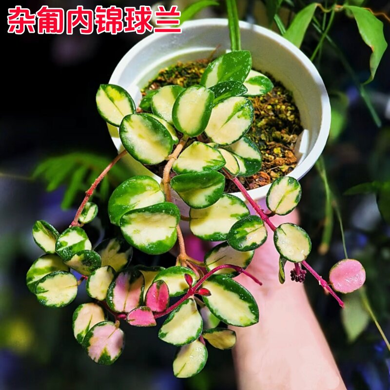 杂匍内锦球兰米切尔德葡匐内锦花勤花四季阳台花卉绿植植物吊兰花图片