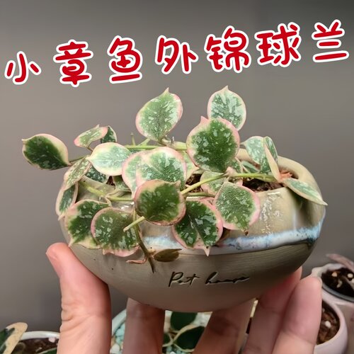 小章鱼外锦球兰（Hoya Curtisii Albomarginata)变色桌面盆栽绿植