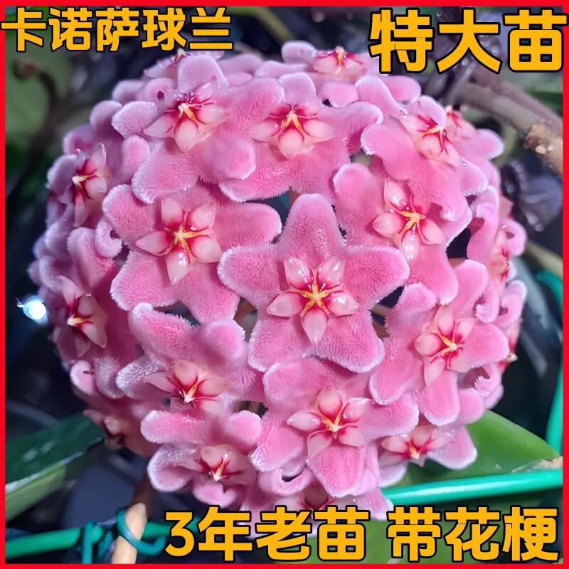 卡诺萨球兰花叶勤花变色四季室内阳台花卉绿植垂吊爬藤植物吊兰花