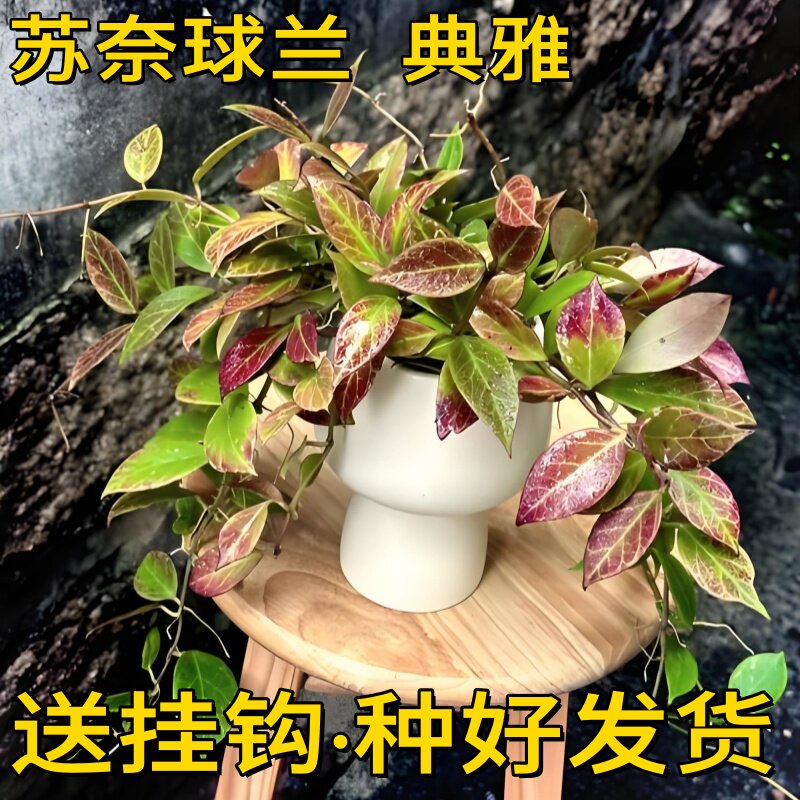 苏奈球兰勤花四季室内阳台花卉绿植垂吊悬挂植物吊兰盆栽板植苏耐