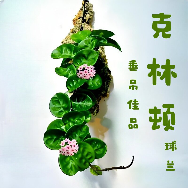 克林顿球兰圆叶粉花精品勤花款四球兰