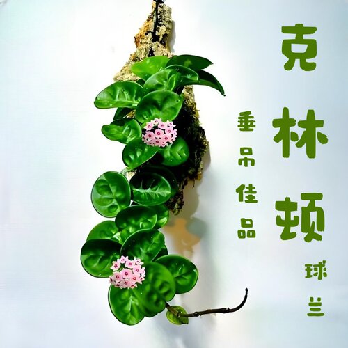 克林顿球兰圆叶粉花精品勤花款四季室内阳台花卉绿植垂吊植物板植