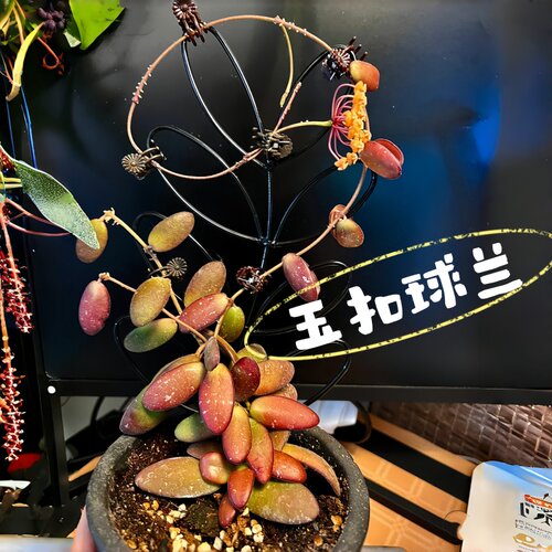 玉扣球兰变色勤花四季室内阳台花卉绿植垂吊悬挂植物吊兰盆栽板植