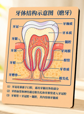 牙科门诊磨牙牙体结构科普示意图展示牌口腔知识宣传装饰摆件
