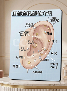 耳部穿孔部位介绍 美容院店内展示 桌面摆件 项目宣传
