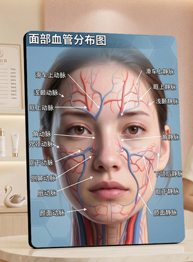 面部血管分布图装饰摆件医美美容院微整科普展示桌面摆台