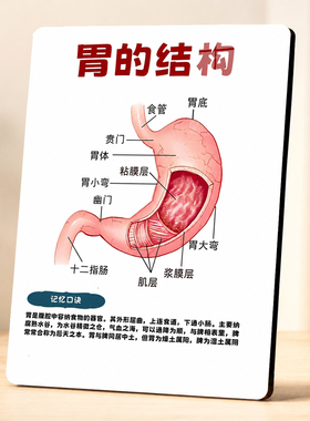 高清人体胃的结构知识展示牌中医馆诊所教学桌面装饰摆件
