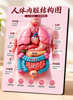 人体内脏结构认识身体关爱健康科普中医馆装饰摆件