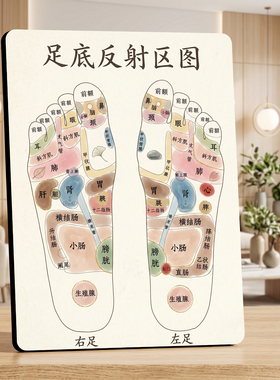 足底反射区图 美容院店内展示 桌面装饰摆件