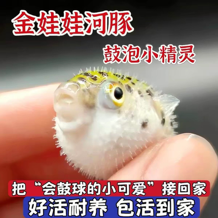 可爱河豚淡水金娃娃宠物鱼好活耐养小型热带观赏鱼斑马狗头潜水艇