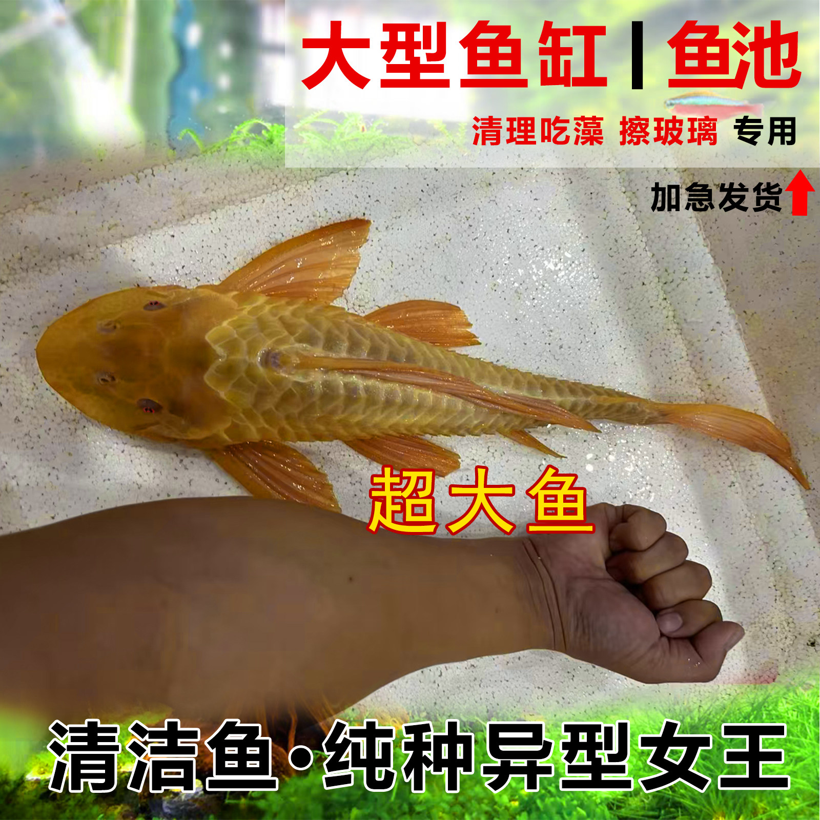 纯种异型红眼女王大帆鱼缸清洁工具鱼池除藻女皇清道夫淡水观赏鱼
