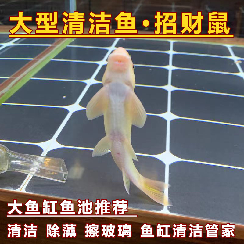 大型清洁鱼招财鼠金苔鼠鱼缸鱼池鱼
