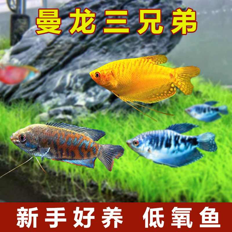 曼龙鱼黄蓝色血丽丽新手好养耐活鱼
