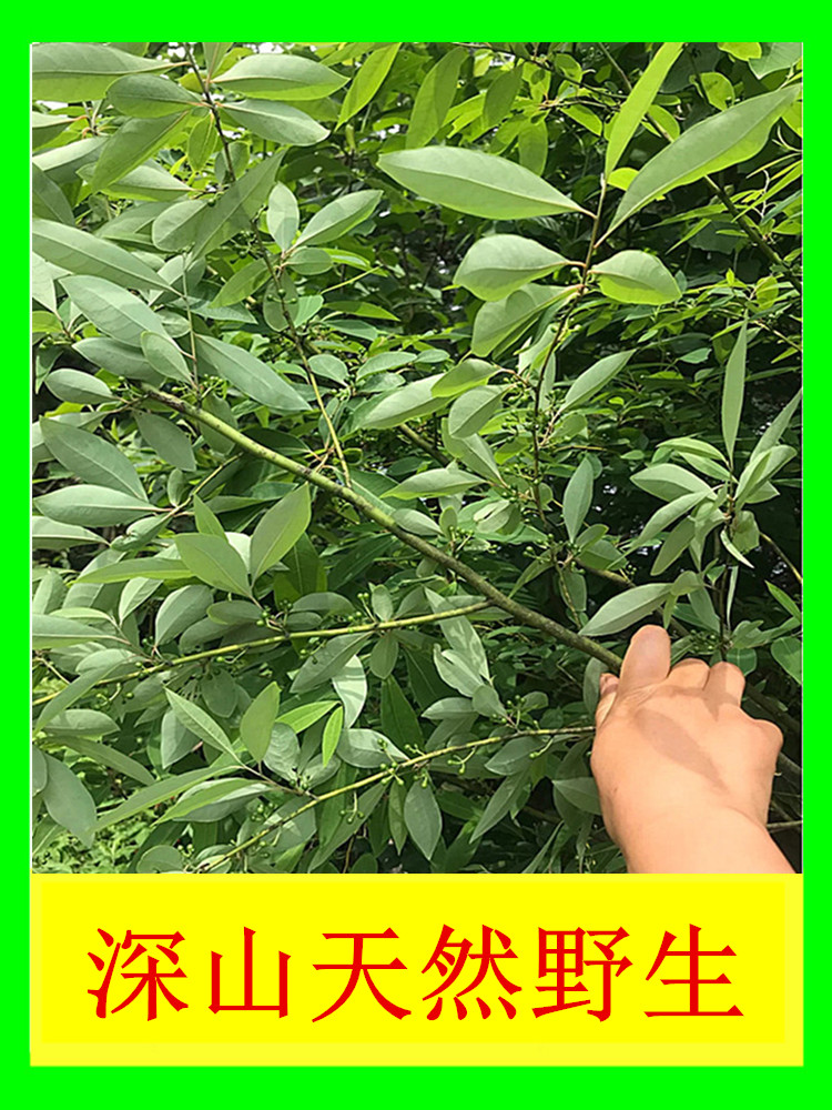 HAKKA MEIZHOU 생강 씨앗 베개 충전 경추 특수 베개 노인 수면 보조 산 후추 씨앗