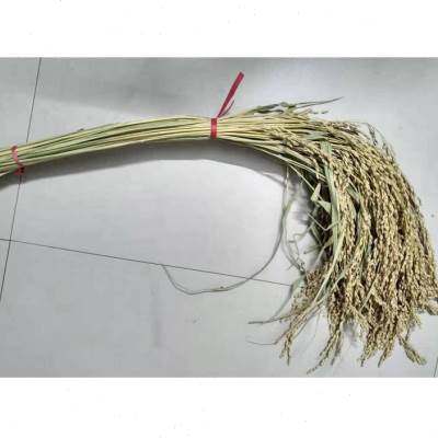 糯谷带壳稻草禾穗糯米禾杆草稻谷带杆入伙用的一把共50支禾草包邮