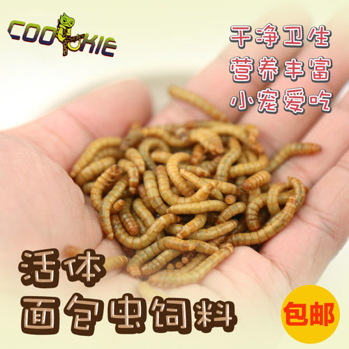 鲜活面包虫饲料养殖活虫鸟食大麦虫干守宫蜥蜴食物蜜袋鼯仓鼠粮食