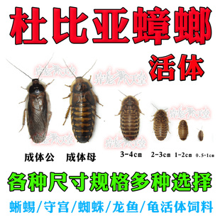 杜比亚蟑螂活体饲料虫鬃狮蜥守宫龙鱼活饵饲料繁殖组幼体盒装袋装