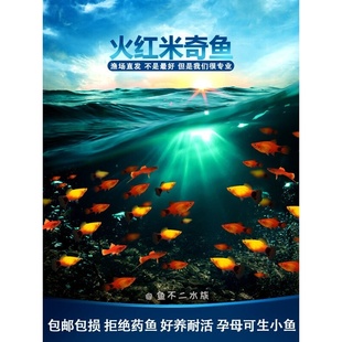 红米奇鱼球体玛丽胎生鱼小型观赏热带红剑鱼好养耐活饵油膜清洁鱼