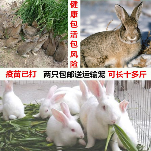 兔子活物肉兔活体巨型种兔繁殖兔比利时兔家养黑兔幼崽兔苗小白兔