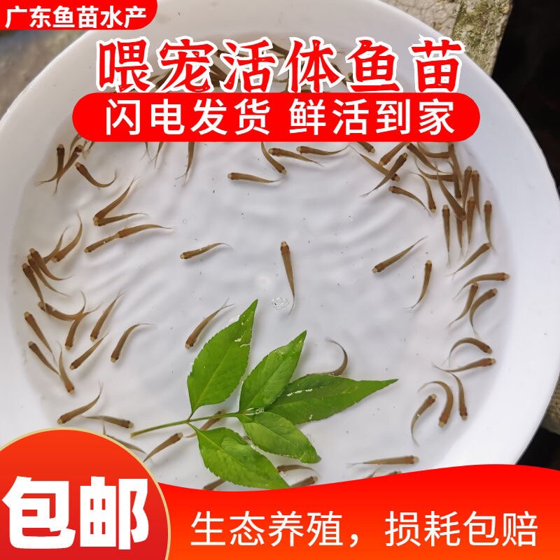 鲫鱼苗/草鱼苗鲤鱼苗/白鲢苗淡水鱼苗龙鱼活体苗活体饲料包邮广东图片