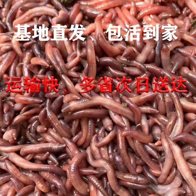 大蚓蚯鱼钓鱼钓蚯蚓活钓鱼邱蚓引活饵/谷麦饵等饵料